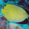 GOLDEN-SPOTTED ANGELFISH Raycrew, Majuro Marshall Islands, Scuba diving, Snorkeling, Photo works, Charter boat, Marine survey, Hotel, Restaurant Information, レイクルー・マーシャル諸島・マジュロ環礁