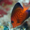 HAWAIIAN BRISTLETOOTH-Juv Raycrew, Majuro Marshall Islands, Scuba diving, Snorkeling, Photo works, Charter boat, Marine survey, Hotel, Restaurant Information, レイクルー・マーシャル諸島・マジュロ環礁