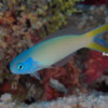 BLUEHEAD TILEFISH Raycrew, Majuro Marshall Islands, Scuba diving, Snorkeling, Photo works, Charter boat, Marine survey, Hotel, Restaurant Information, レイクルー・マーシャル諸島・マジュロ環礁