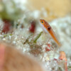 SIDESPOT DWARFGOBY Raycrew, Majuro Marshall Islands, Scuba diving, Snorkeling, Photo works, Charter boat, Marine survey, Hotel, Restaurant Information, レイクルー・マーシャル諸島・マジュロ環礁