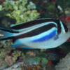 ORNATE ANGELFISH Raycrew, Majuro Marshall Islands, Scuba diving, Snorkeling, Photo works, Charter boat, Marine survey, Hotel, Restaurant Information, レイクルー・マーシャル諸島・マジュロ環礁