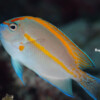 ORNATE ANGELFISH - Female Raycrew, Majuro Marshall Islands, Scuba diving, Snorkeling, Photo works, Charter boat, Marine survey, Hotel, Restaurant Information, レイクルー・マーシャル諸島・マジュロ環礁