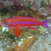 RANDALL'S ANTHIAS Raycrew, Majuro Marshall Islands, Scuba diving, Snorkeling, Photo works, Charter boat, Marine survey, Hotel, Restaurant Information, レイクルー・マーシャル諸島・マジュロ環礁