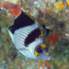 Raycrew, Majuro Marshall Islands, Scuba diving, Snorkeling, Photo works, Charter boat, Marine survey, Hotel, Restaurant Information, レイクルー・マーシャル諸島・マジュロ環礁