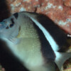 GRIFFIS' ANGELFISH Raycrew, Majuro Marshall Islands, Scuba diving, Snorkeling, Photo works, Charter boat, Marine survey, Hotel, Restaurant Information, レイクルー・マーシャル諸島・マジュロ環礁