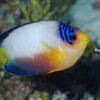 MULTICOLOR PYGMY ANGELFISH Raycrew, Majuro Marshall Islands, Scuba diving, Snorkeling, Photo works, Charter boat, Marine survey, Hotel, Restaurant Information, レイクルー・マーシャル諸島・マジュロ環礁