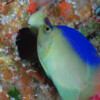 COLIN'S ANGELFISH Raycrew, Majuro Marshall Islands, Scuba diving, Snorkeling, Photo works, Charter boat, Marine survey, Hotel, Restaurant Information, レイクルー・マーシャル諸島・マジュロ環礁