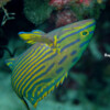 HARLEQUIN HIND Raycrew, Majuro Marshall Islands, Scuba diving, Snorkeling, Photo works, Charter boat, Marine survey, Hotel, Restaurant Information, レイクルー・マーシャル諸島・マジュロ環礁
