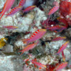 YELLOW-SPOTTED ANTHIAS Raycrew, Majuro Marshall Islands, Scuba diving, Snorkeling, Photo works, Charter boat, Marine survey, Hotel, Restaurant Information, レイクルー・マーシャル諸島・マジュロ環礁