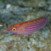 EARLE'S FAIRY WRASSE Raycrew, Majuro Marshall Islands, Scuba diving, Snorkeling, Photo works, Charter boat, Marine survey, Hotel, Restaurant Information, レイクルー・マーシャル諸島・マジュロ環礁