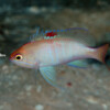Pseudanthias sp.4 Raycrew, Majuro Marshall Islands, Scuba diving, Snorkeling, Photo works, Charter boat, Marine survey, Hotel, Restaurant Information, レイクルー・マーシャル諸島・マジュロ環礁