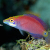TAILSPOT WRASSE Raycrew, Majuro Marshall Islands, Scuba diving, Snorkeling, Photo works, Charter boat, Marine survey, Hotel, Restaurant Information, レイクルー・マーシャル諸島・マジュロ環礁