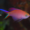 Raycrew, Majuro Marshall Islands, Scuba diving, Snorkeling, Photo works, Charter boat, Marine survey, Hotel, Restaurant Information, レイクルー・マーシャル諸島・マジュロ環礁