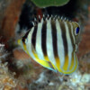 MULTI-BARRED ANGELFISH Raycrew, Majuro Marshall Islands, Scuba diving, Snorkeling, Photo works, Charter boat, Marine survey, Hotel, Restaurant Information, レイクルー・マーシャル諸島・マジュロ環礁