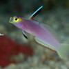 HELFRICH'S DARTFISH Raycrew, Majuro Marshall Islands, Scuba diving, Snorkeling, Photo works, Charter boat, Marine survey, Hotel, Restaurant Information, レイクルー・マーシャル諸島・マジュロ環礁