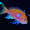 Raycrew, Majuro Marshall Islands, Scuba diving, Snorkeling, Photo works, Charter boat, Marine survey, Hotel, Restaurant Information, レイクルー・マーシャル諸島・マジュロ環礁