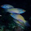 DIAMONDTAIL WRASSE Raycrew, Majuro Marshall Islands, Scuba diving, Snorkeling, Photo works, Charter boat, Marine survey, Hotel, Restaurant Information, レイクルー・マーシャル諸島・マジュロ環礁