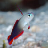 DECORATED DARTFISH Raycrew, Majuro Marshall Islands, Scuba diving, Snorkeling, Photo works, Charter boat, Marine survey, Hotel, Restaurant Information, レイクルー・マーシャル諸島・マジュロ環礁