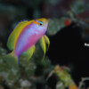 Raycrew, Majuro Marshall Islands, Scuba diving, Snorkeling, Photo works, Charter boat, Marine survey, Hotel, Restaurant Information, レイクルー・マーシャル諸島・マジュロ環礁