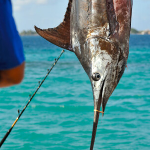 FISHING Raycrew, Majuro Marshall Islands, Scuba diving, Snorkeling, Photo works, Charter boat, Marine survey, Hotel, Restaurant Information, レイクルー・マーシャル諸島・マジュロ環礁