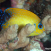 Raycrew, Majuro Marshall Islands, Scuba diving, Snorkeling, Photo works, Charter boat, Marine survey, Hotel, Restaurant Information, レイクルー・マーシャル諸島・マジュロ環礁