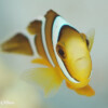 Raycrew, Majuro Marshall Islands, Scuba diving, Snorkeling, Photo works, Charter boat, Marine survey, Hotel, Restaurant Information, レイクルー・マーシャル諸島・マジュロ環礁