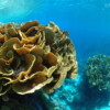 Raycrew, Majuro Marshall Islands, Scuba diving, Snorkeling, Photo works, Charter boat, Marine survey, Hotel, Restaurant Information, レイクルー・マーシャル諸島・マジュロ環礁