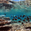 Raycrew, Majuro Marshall Islands, Scuba diving, Snorkeling, Photo works, Charter boat, Marine survey, Hotel, Restaurant Information, レイクルー・マーシャル諸島・マジュロ環礁