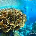 Turbinaria reniformis